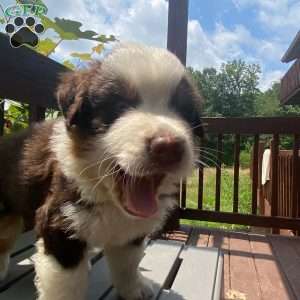 Coco, Australian Shepherd Puppy